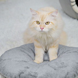 Classic Square Foldable Warm Pet House Bed