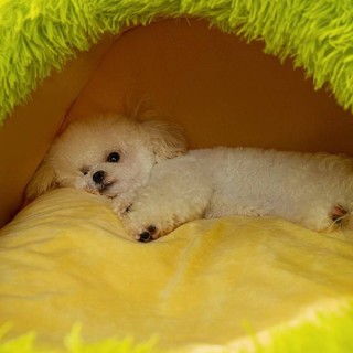 Plush semi-enclosed warm pet bed